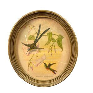 Vintage 1940’s Hylonympha Macrocerca Hummingbird Print by Gould Gold Oval Frame